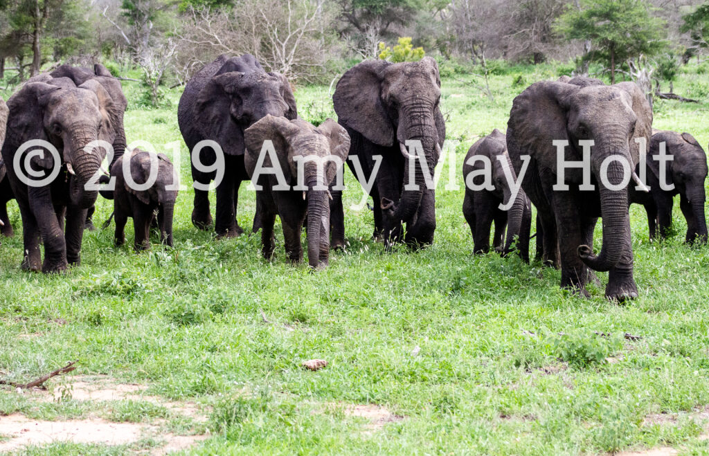 African Savannah Elephant - Nature is Home