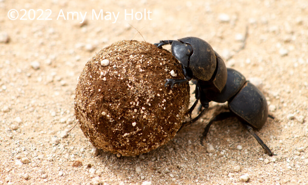Dung Beetles - Nature is Home